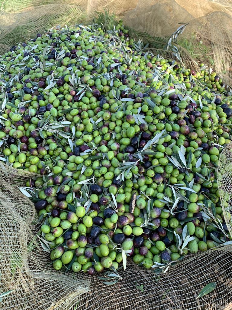 olive (1)